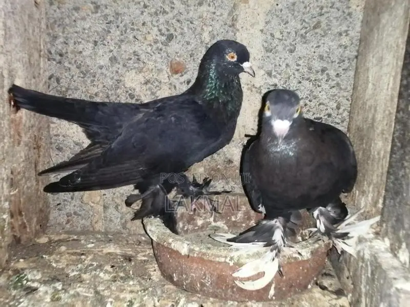 Pigeons