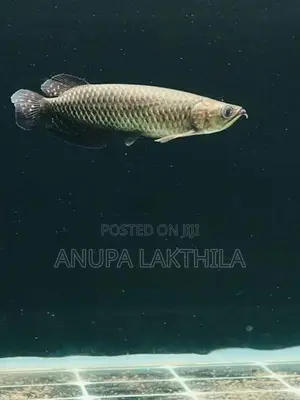 Australian Black Pearl Arowana