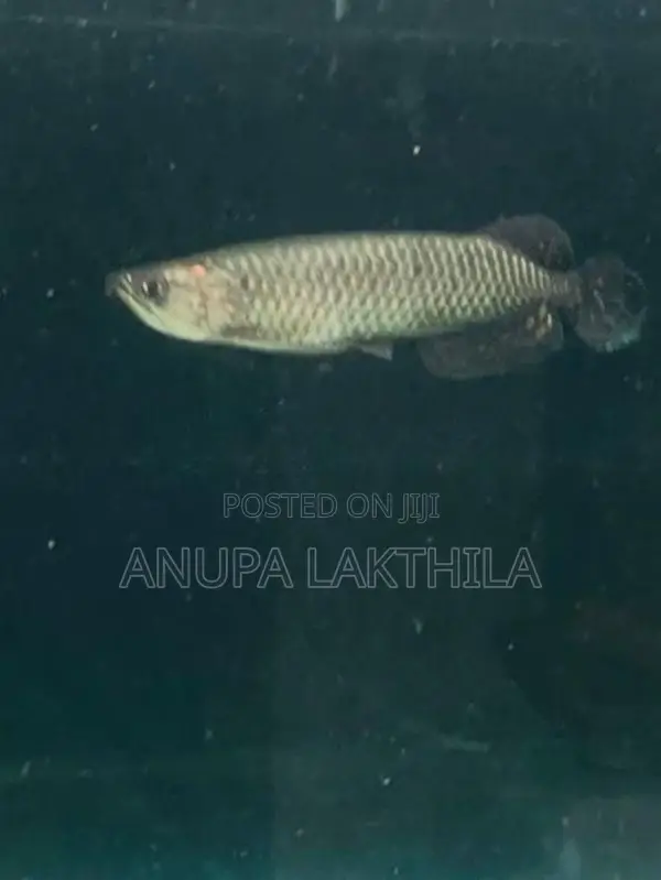 Australian Black Pearl Arowana