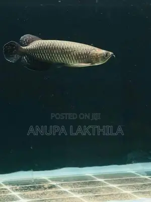 Australian Black Pearl Arowana
