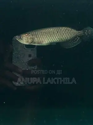 Australian Black Pearl Arowana
