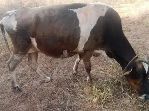 Farm Cow