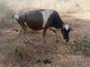 Farm Cow