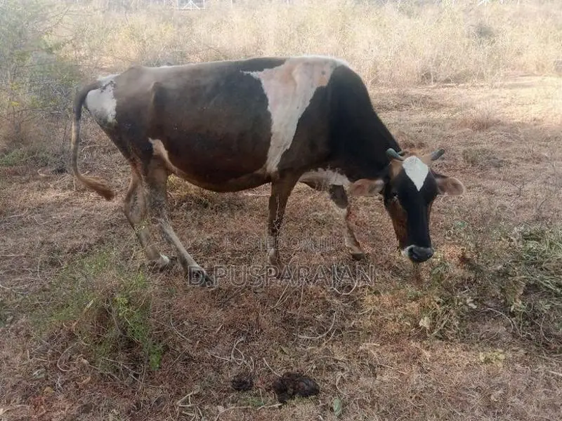 Farm Cow
