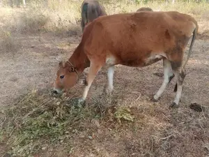 Farm Cow