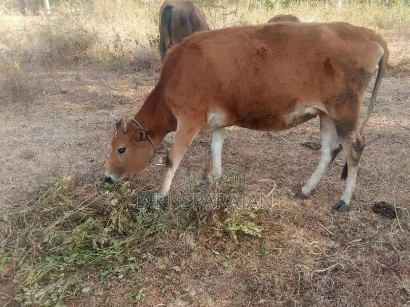 Farm Cow