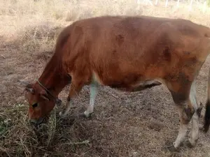 Farm Cow