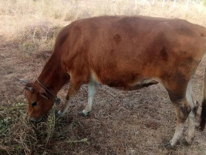 Farm Cow