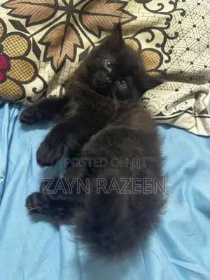 Persian Cat