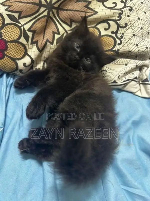 Persian Cat