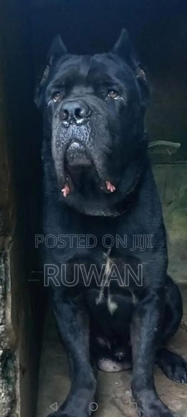 Cane Corso Male Dog