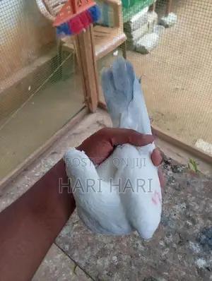 Pigeons