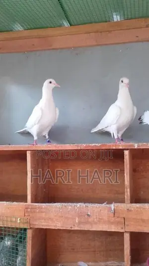 Pigeons