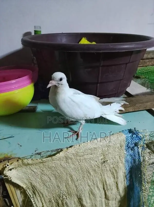 Pigeons