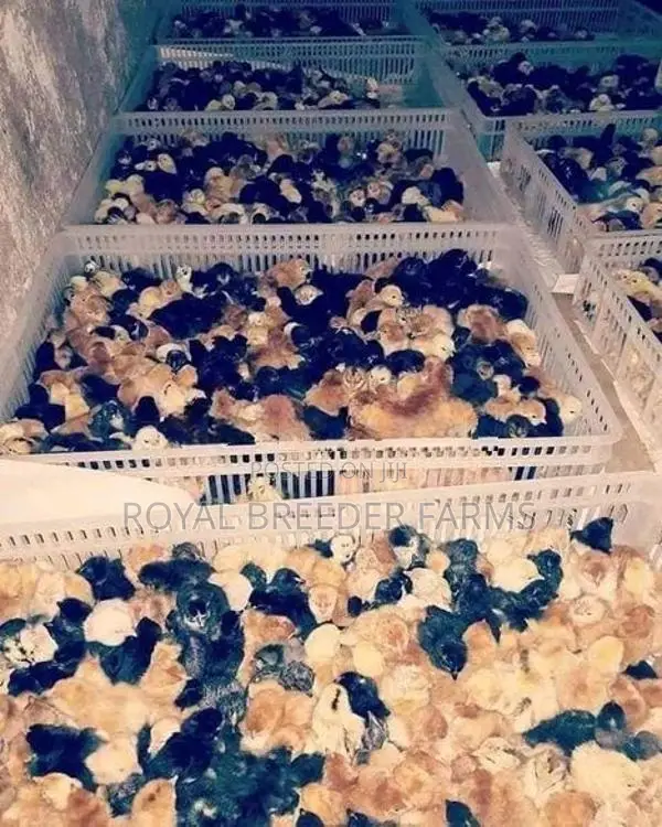 Country Chicks