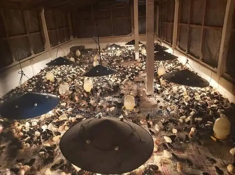 Country Chicks