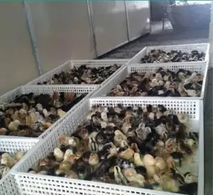 Country Chicks