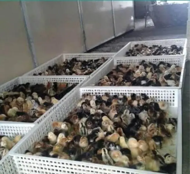 Country Chicks