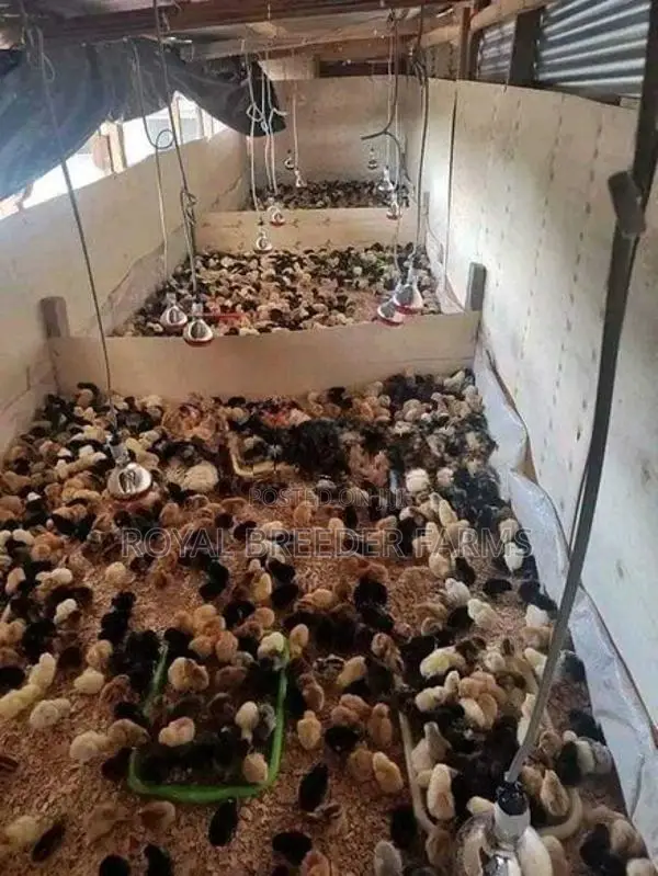 Country Chicks