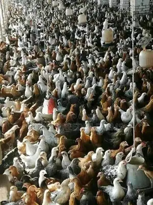 Country Chicks