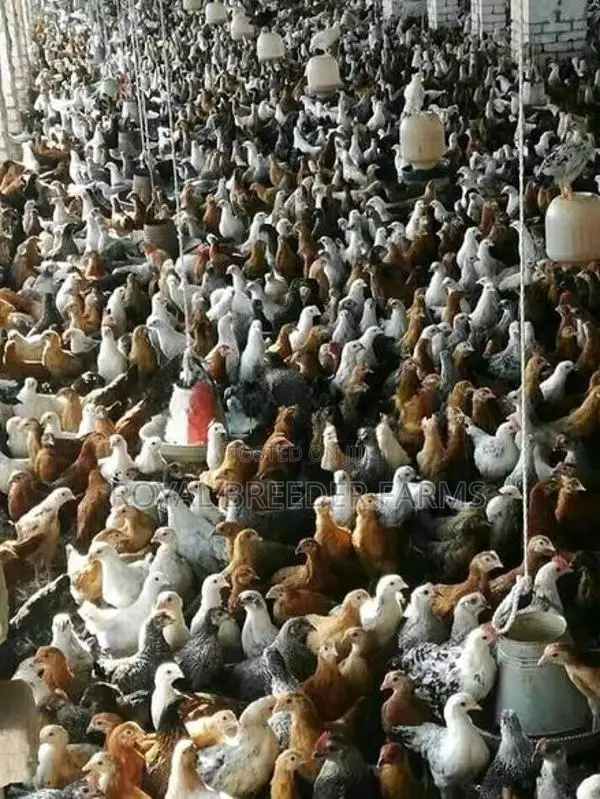 Country Chicks
