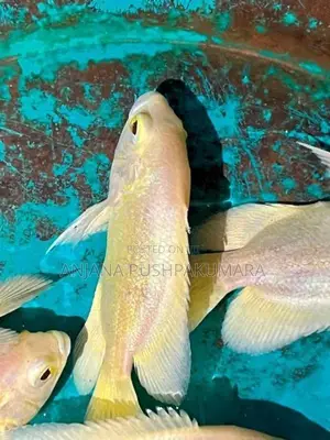 Oscar Fish ( Lemon )