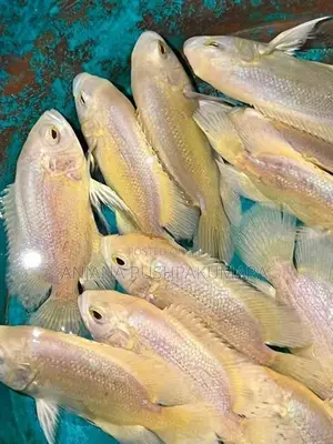 Oscar Fish ( Lemon )