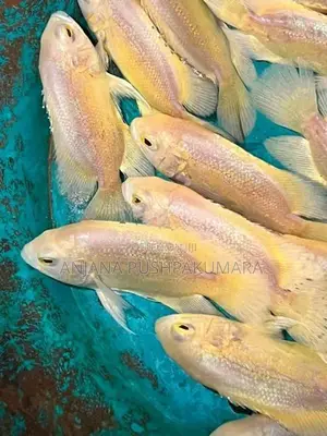 Oscar Fish ( Lemon )