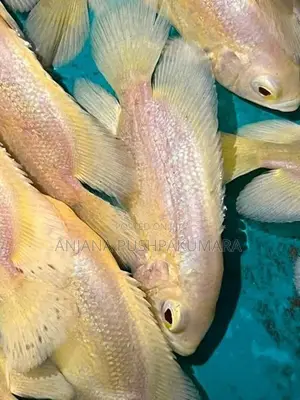 Oscar Fish ( Lemon )