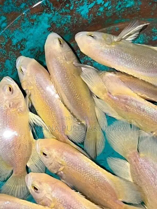 Oscar Fish ( Lemon )