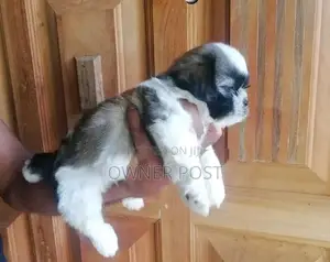 Shihtzu