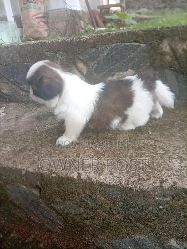 Shihtzu