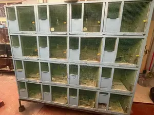 Bird Cages