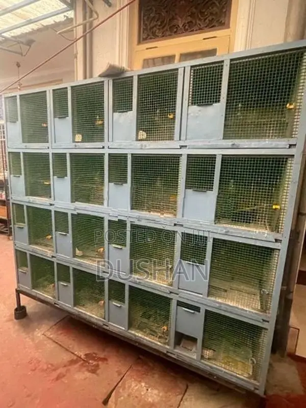 Bird Cages