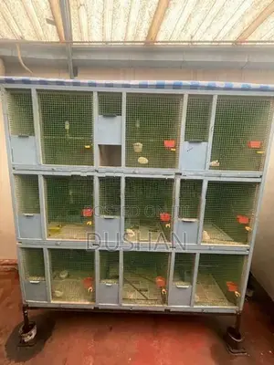 Bird Cages