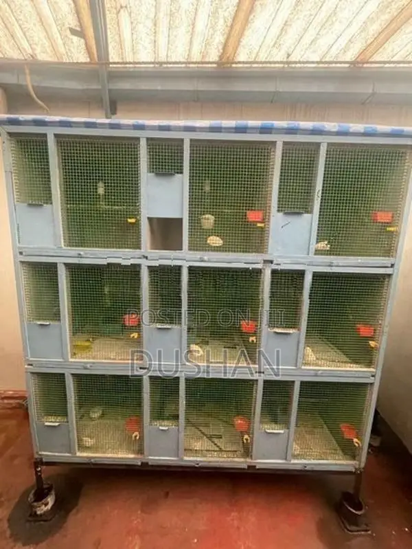 Bird Cages