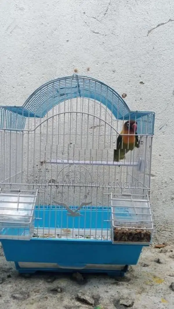 African Love Bird