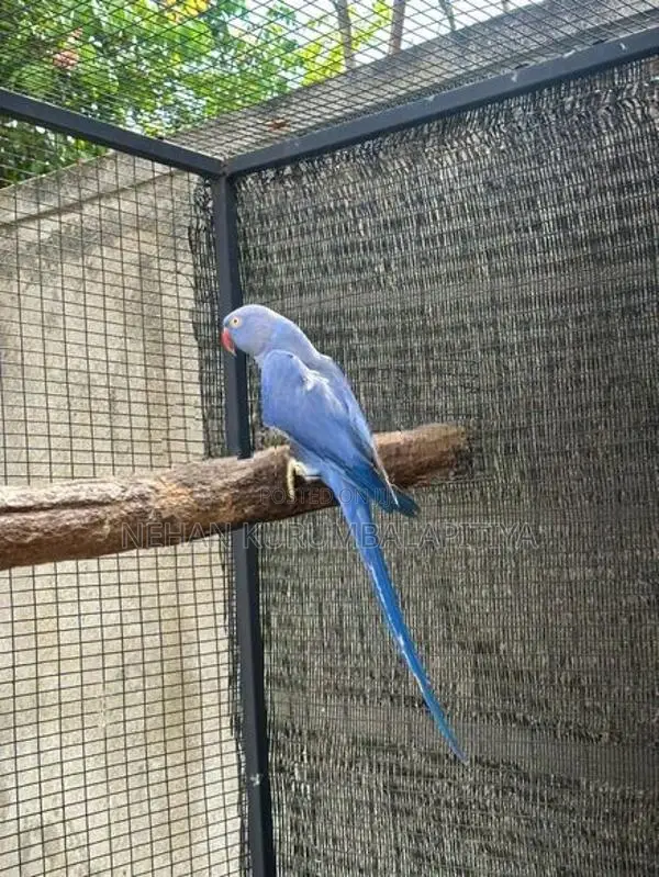Ringneck Parrot