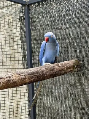 Ringneck Parrot