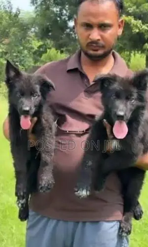 German Shepherd Puppies