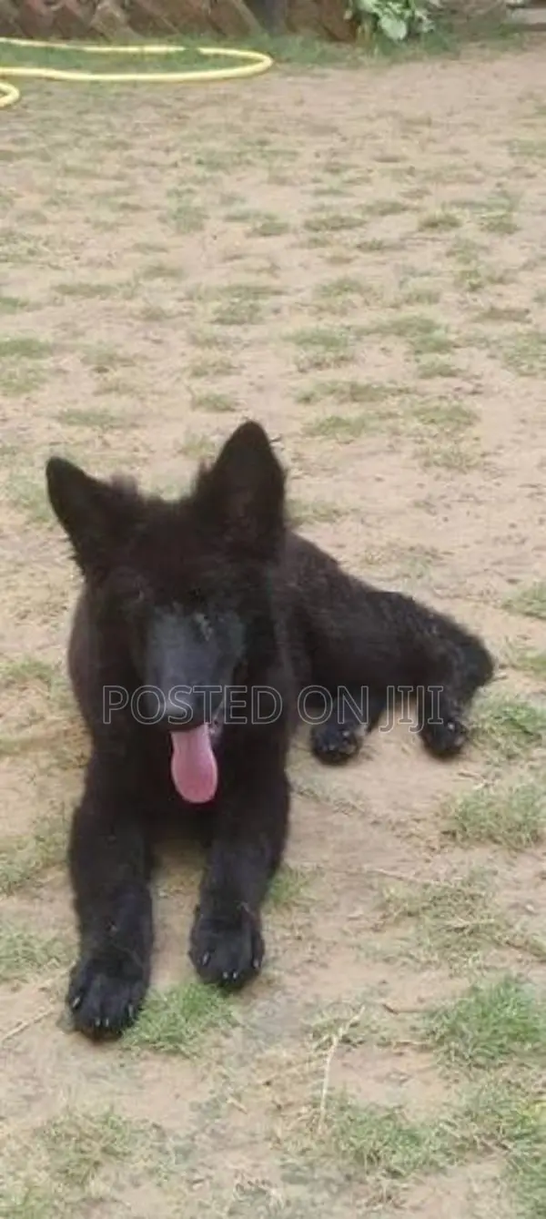 German Shepherd Puppies