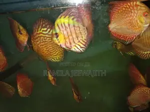 Checker Board Discuss FIsh
