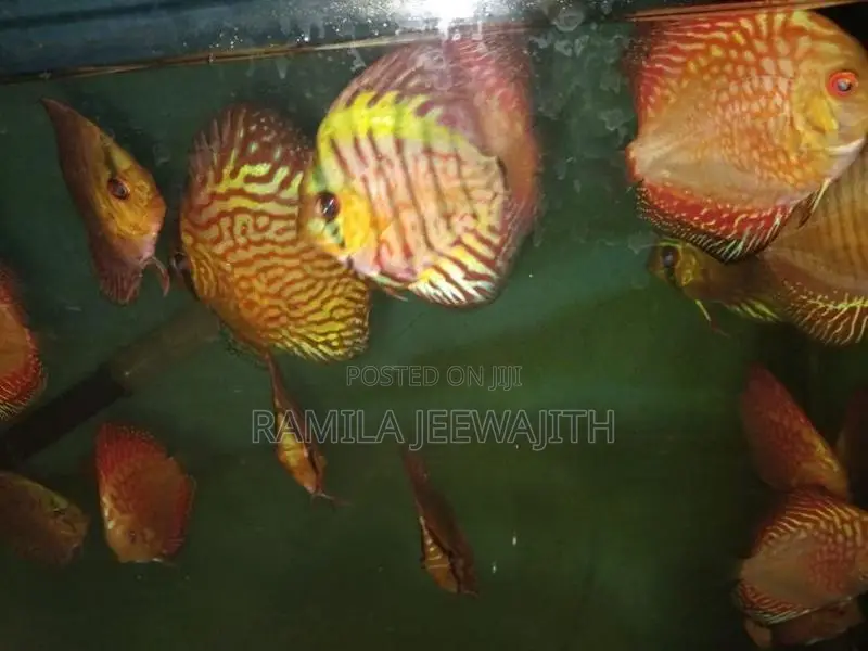 Checker Board Discuss FIsh