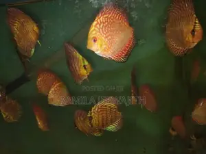 Checker Board Discuss FIsh