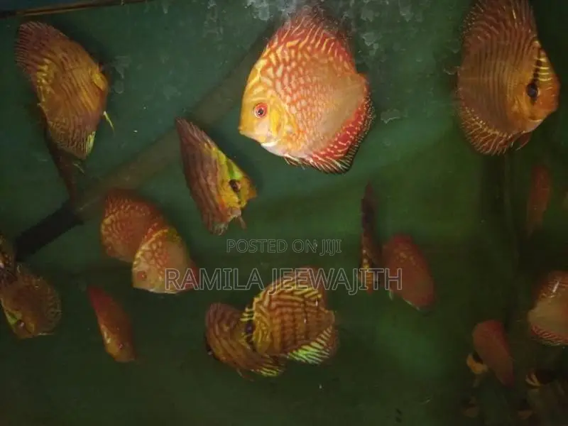 Checker Board Discuss FIsh