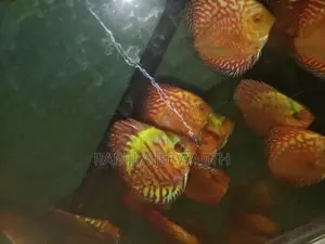 Checker Board Discuss FIsh