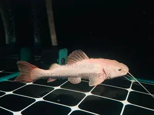 Phantom Red Tail Catfish