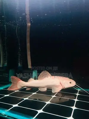 Phantom Red Tail Catfish
