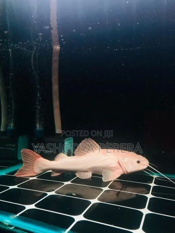 Phantom Red Tail Catfish
