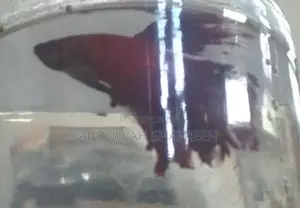 Betta Fish